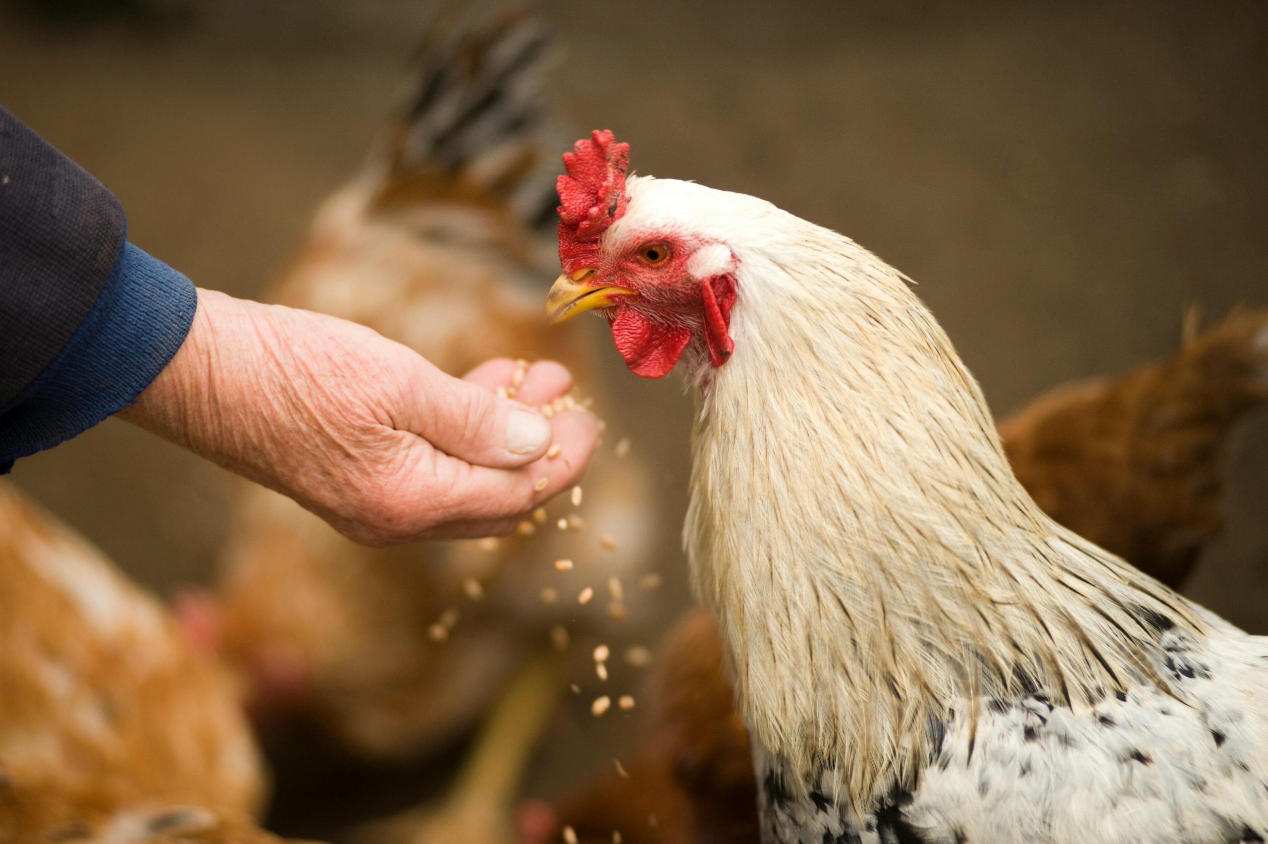 How to Grow Mealworms for Chickens in 2025插图